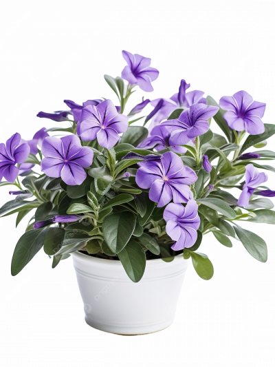 Pervenche de Madagascar en Pot (Mix)
