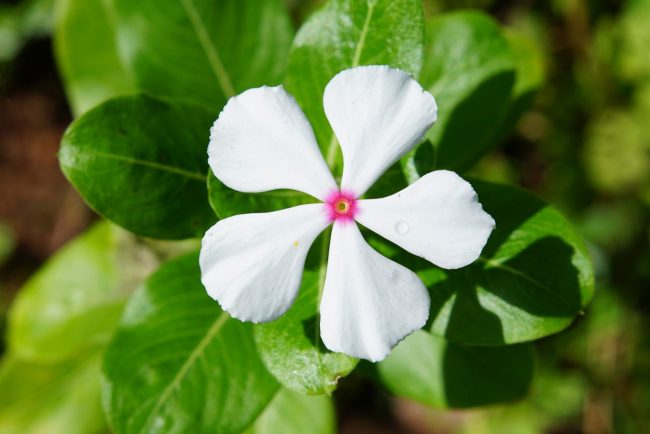 Pervenche de Madagascar en Pot (Mix) – Image 3