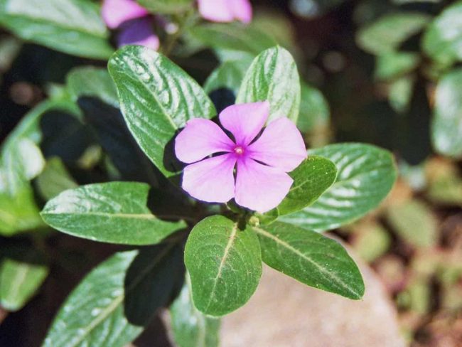 Pervenche de Madagascar en Pot (Mix) – Image 2