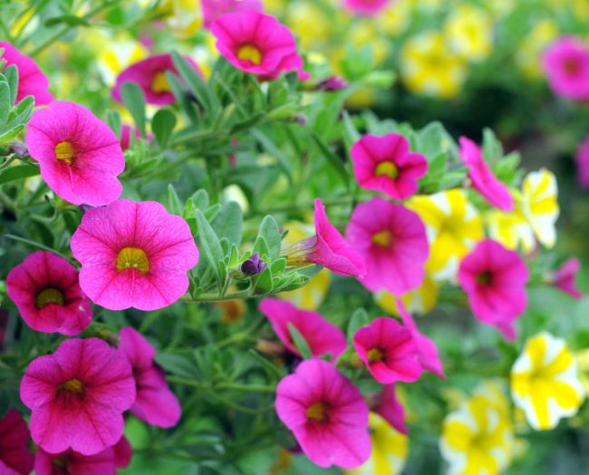 Pétunia en Pot (Mix) – Image 4