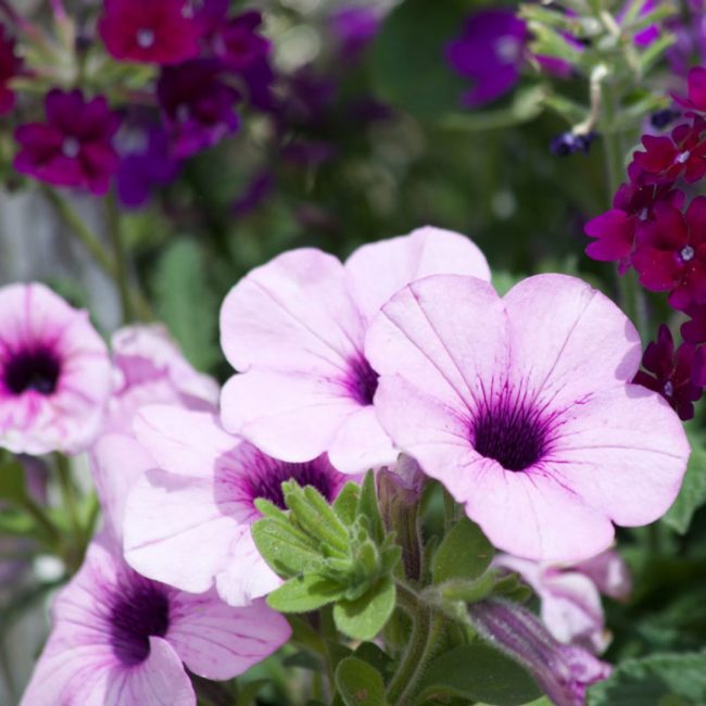 Pétunia en Pot (Mix) – Image 2