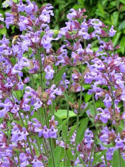 Sauge Officinale – 'Officinalis'