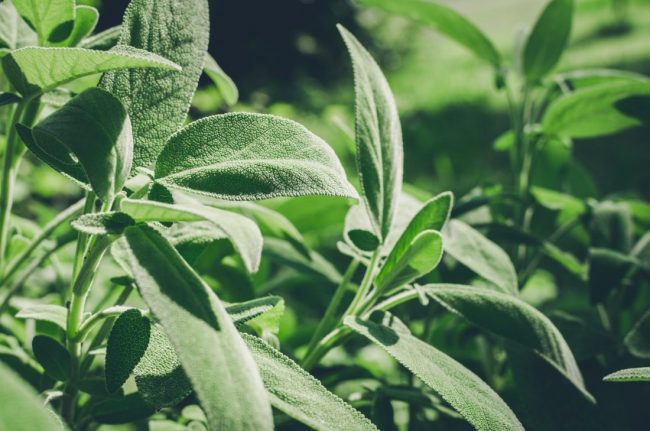 Sauge Officinale – 'Officinalis' – Image 3