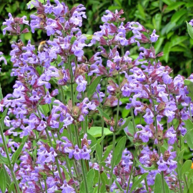 Sauge Officinale – 'Officinalis'