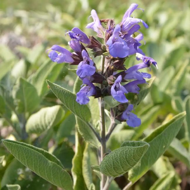 Sauge Officinale – 'Officinalis' – Image 2