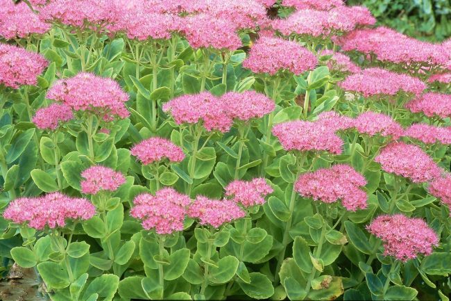 Sedum (Mix) – Image 3