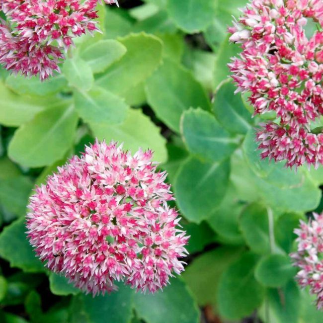 Sedum (Mix) – Image 2