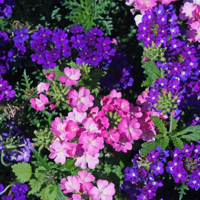 Verveine des Jardins – Verbena (Mix) – Image 2