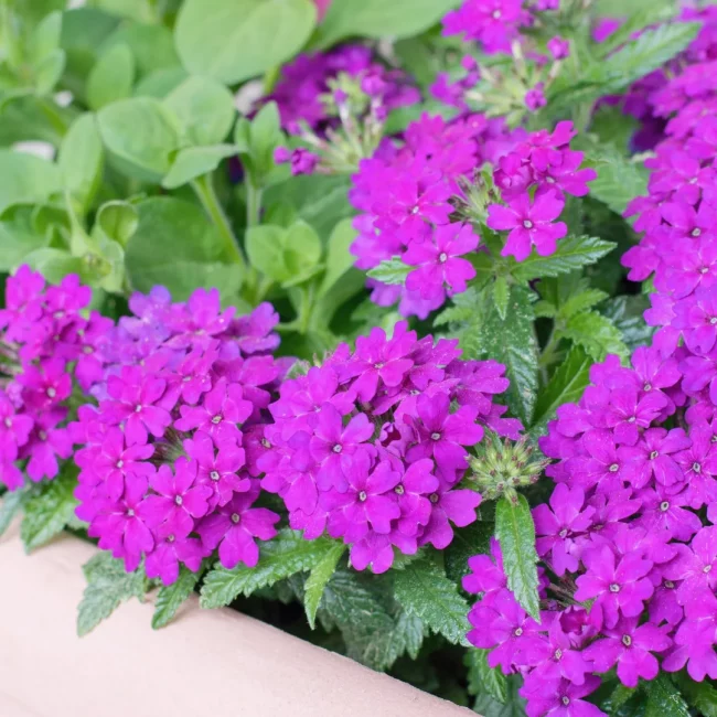 Verveine des Jardins – Verbena (Mix) – Image 5