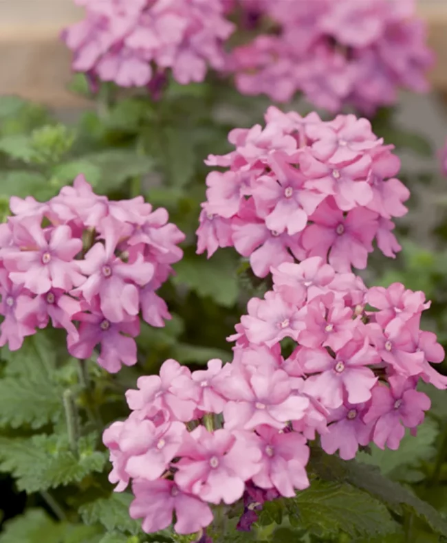 Verveine des Jardins – Verbena (Mix) – Image 4