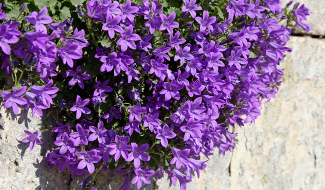 Campanule en Pot – Image 3