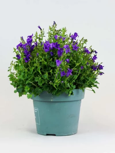 Campanule en Pot