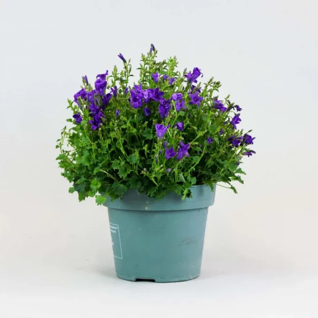 Campanule en Pot