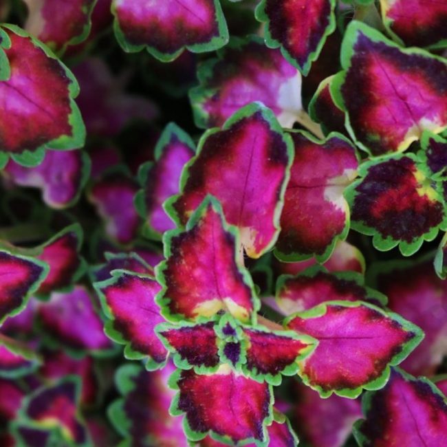 Coleus 'Plante Gitane' en Pot (Mix) – Image 4