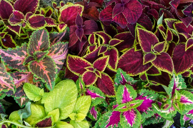 Coleus 'Plante Gitane' en Pot (Mix) – Image 12