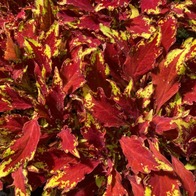 Coleus 'Plante Gitane' en Pot (Mix) – Image 3