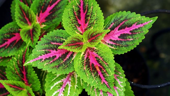 Coleus 'Plante Gitane' en Pot (Mix) – Image 2