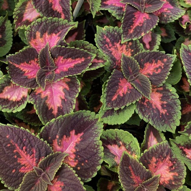 Coleus 'Plante Gitane' en Pot (Mix) – Image 7