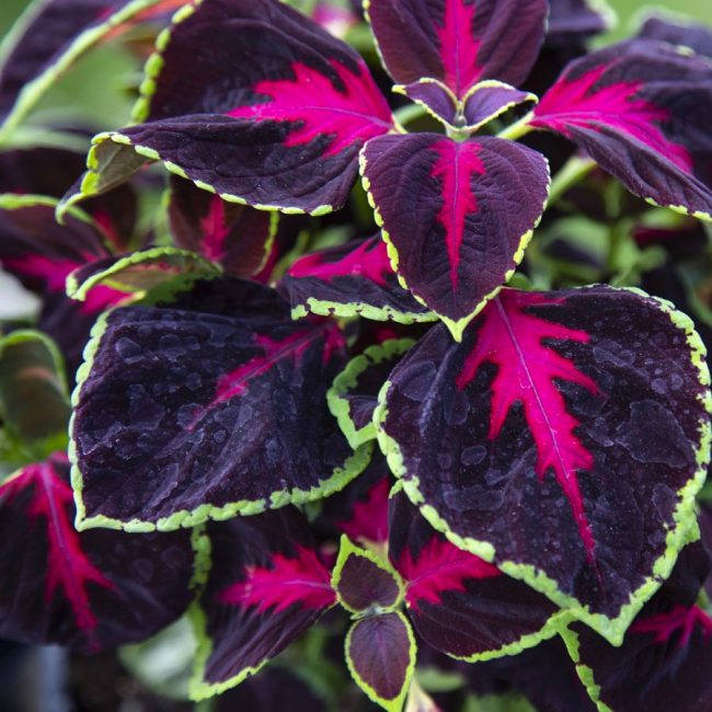 Coleus 'Plante Gitane' en Pot (Mix) – Image 6