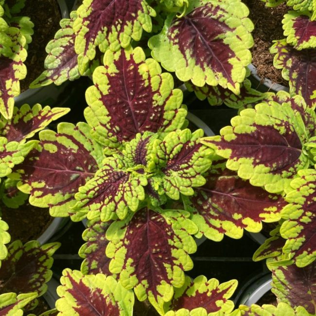 Coleus 'Plante Gitane' en Pot (Mix) – Image 10