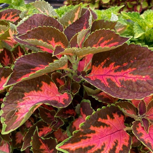 Coleus 'Plante Gitane' en Pot (Mix) – Image 11