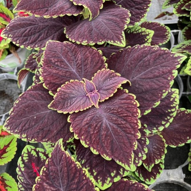 Coleus 'Plante Gitane' en Pot (Mix) – Image 5
