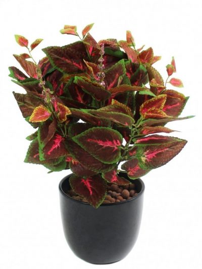 Coleus 'Plante Gitane' en Pot (Mix)