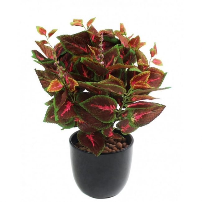 Coleus 'Plante Gitane' en Pot (Mix)