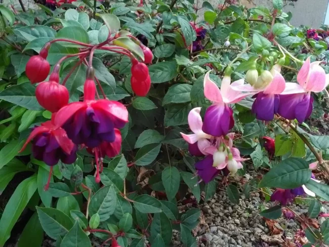 Fuchsia en Pot (Mix) – Image 3