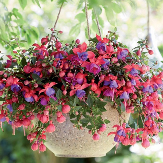 Fuchsia en Pot (Mix) – Image 5