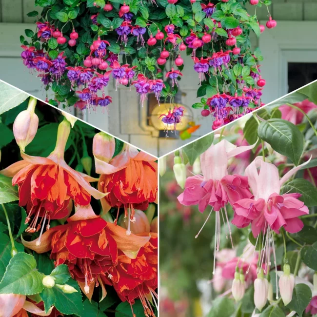Fuchsia en Pot (Mix) – Image 2