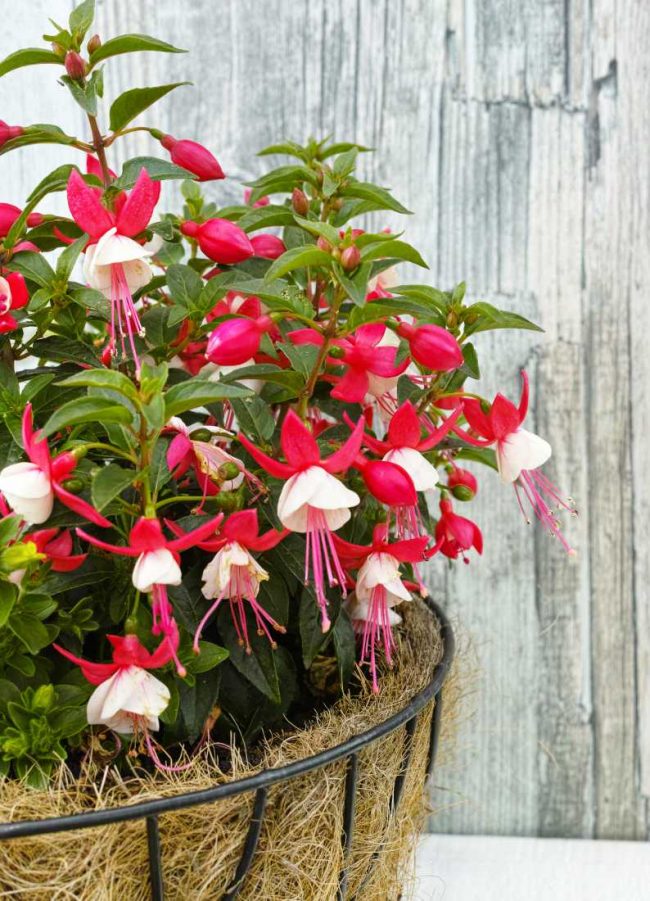 Fuchsia en Pot (Mix) – Image 4