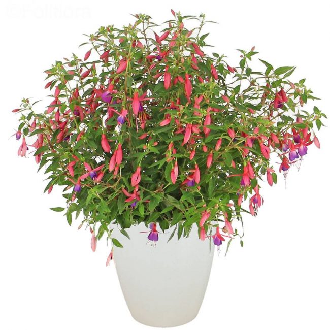 Fuchsia en Pot (Mix)