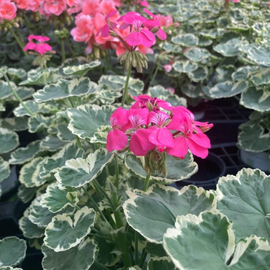 Géranium à Feuillage Décoratif en Pot (Mix) – Image 3