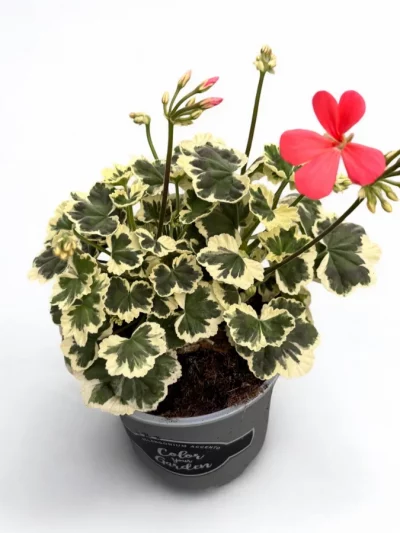 Géranium à Feuillage Décoratif en Pot (Mix)
