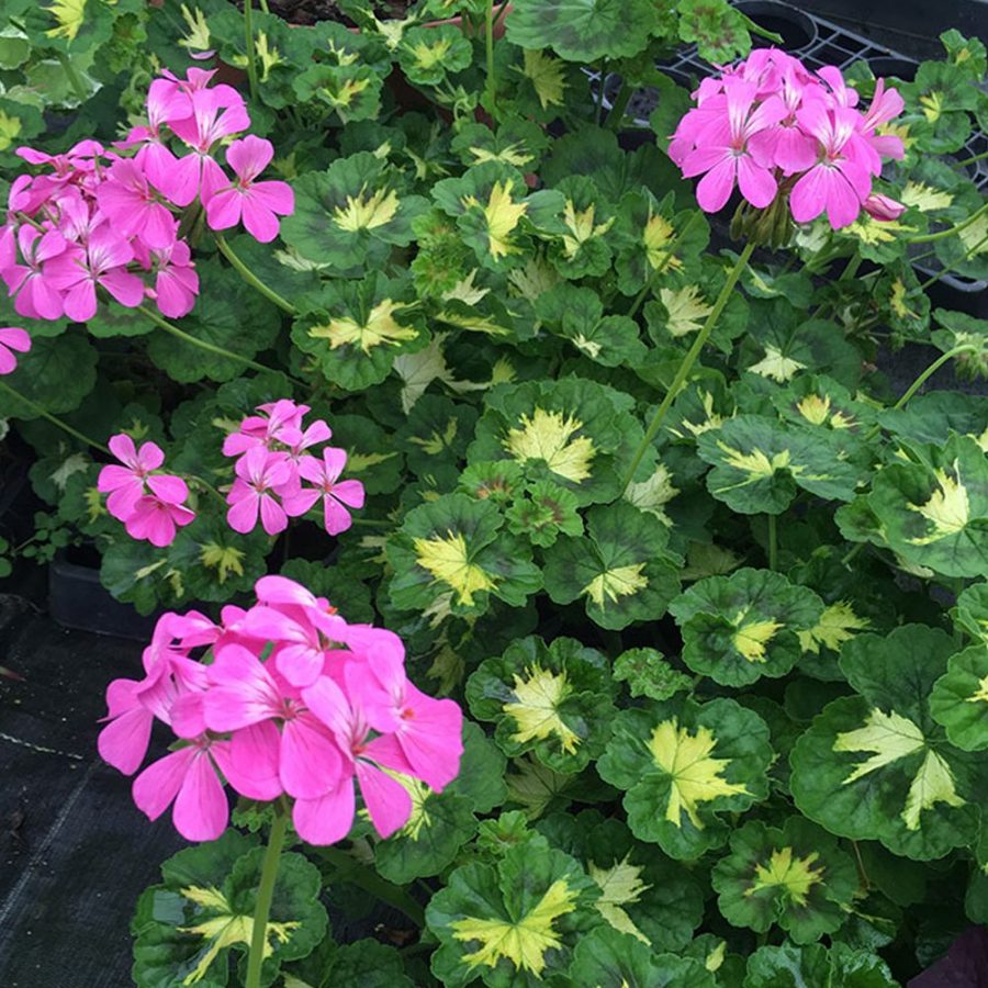 Géranium à Feuillage Décoratif en Pot (Mix) – Image 2