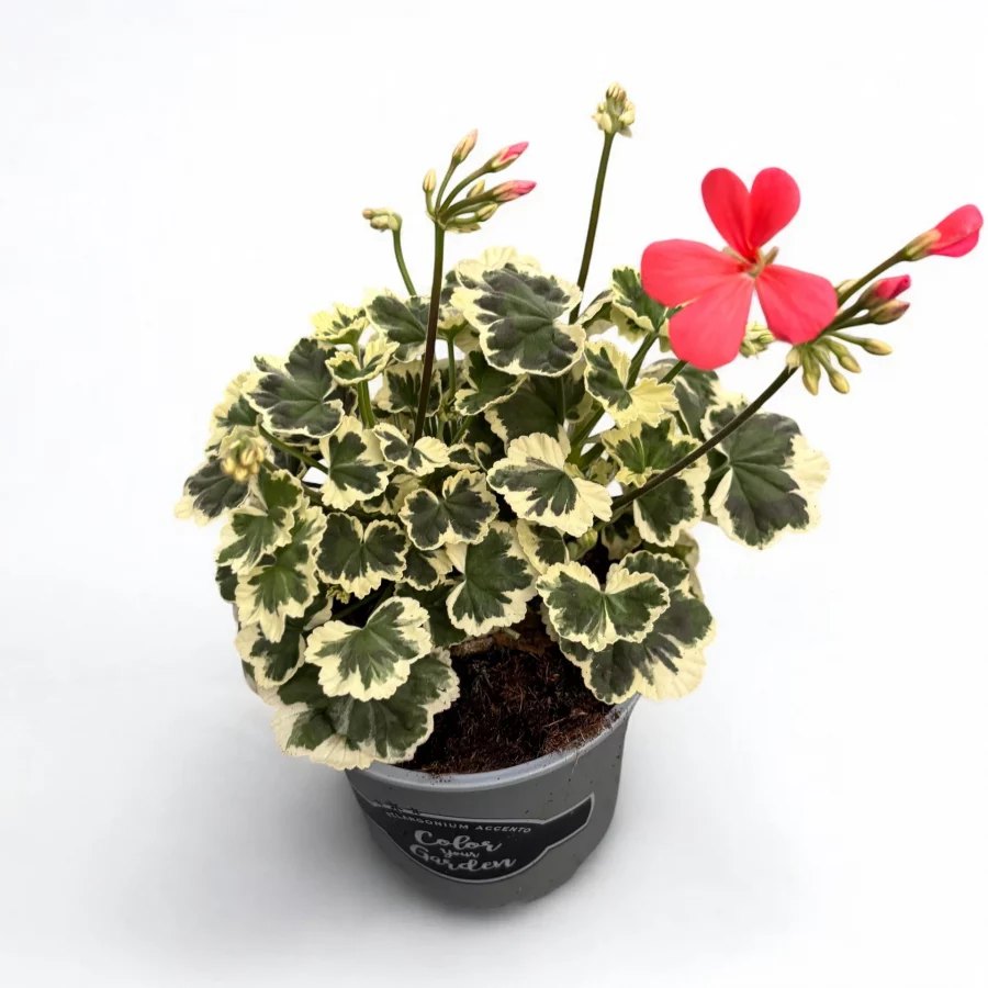 Géranium à Feuillage Décoratif en Pot (Mix)