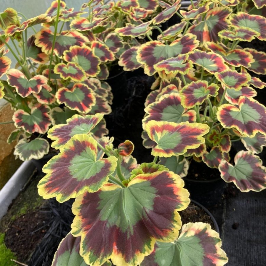 Géranium à Feuillage Décoratif en Pot (Mix) – Image 6