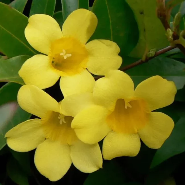 Jasmin de Caroline – Gelsemium Sempervirens – Image 2