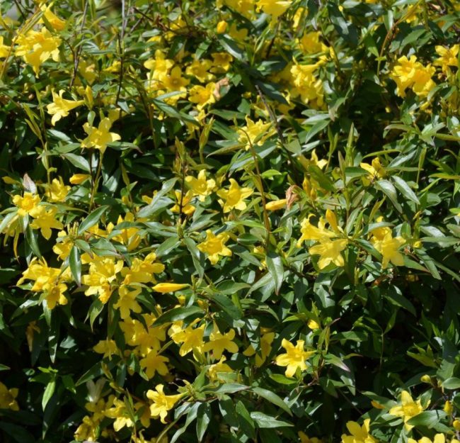 Jasmin de Caroline – Gelsemium Sempervirens – Image 4