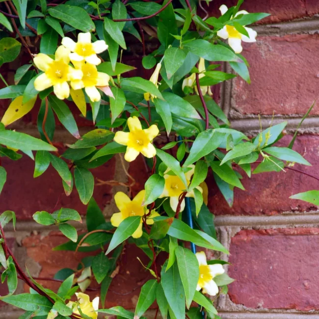 Jasmin de Caroline – Gelsemium Sempervirens – Image 3