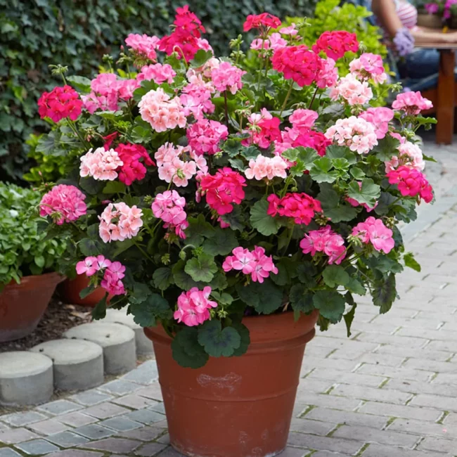 Pélargonium en Pot (Mix) – Image 4