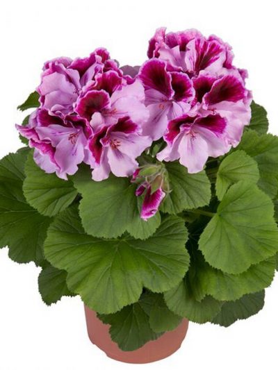 Pélargonium en Pot (Mix)