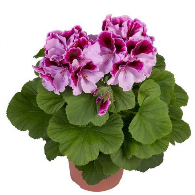 Pélargonium en Pot (Mix)