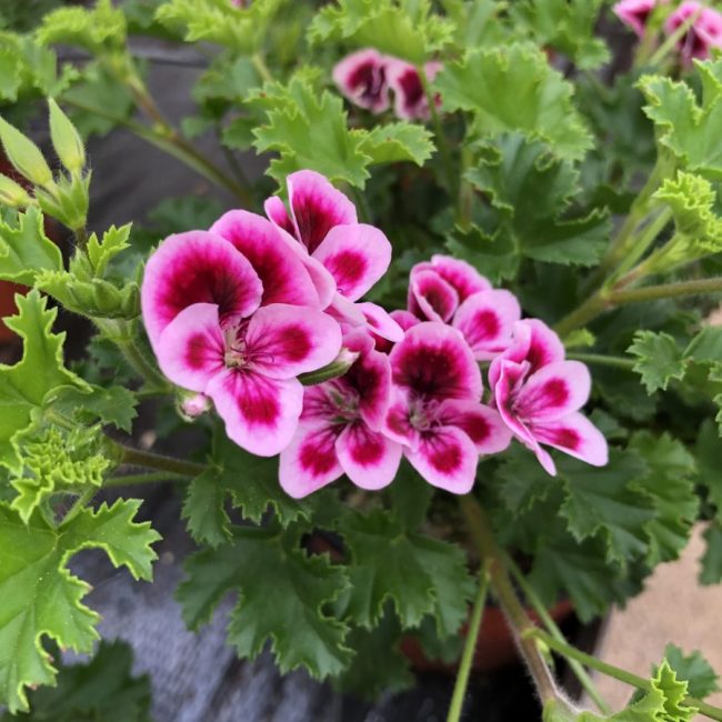 Pélargonium en Pot (Mix) – Image 2