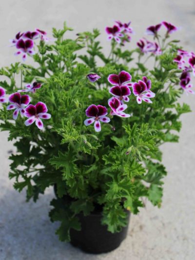 Pélargonium 'Anti-Moustique' en Pot (Mix)