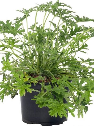 Pélargonium Parfumé en Pot (Mix)