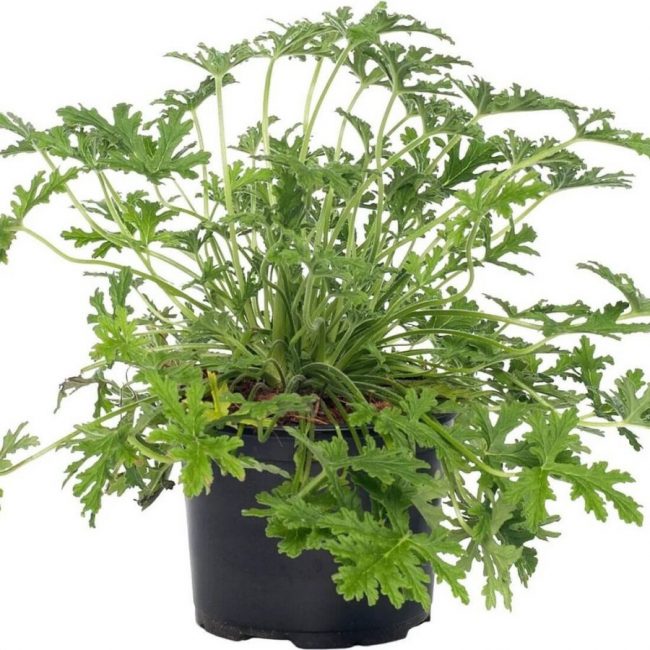 Pélargonium Parfumé en Pot (Mix)