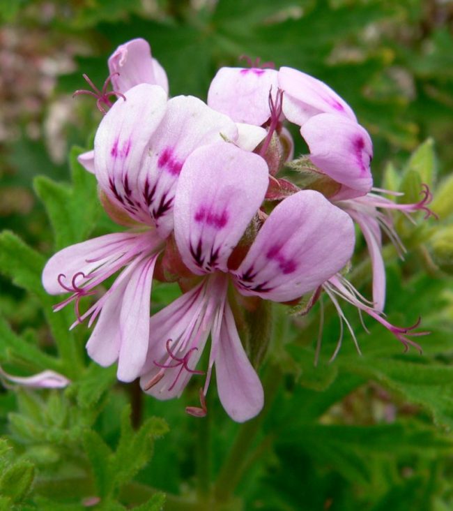 Pélargonium Parfumé en Pot (Mix) – Image 2