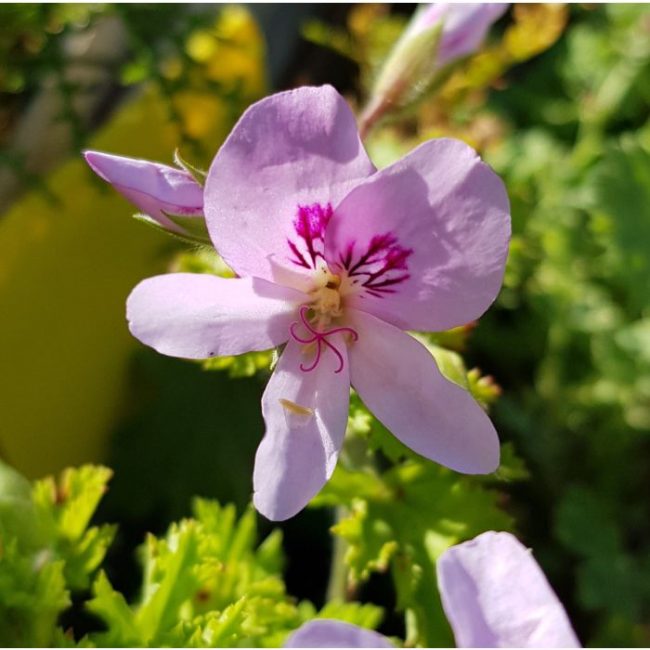 Pélargonium Parfumé en Pot (Mix) – Image 3
